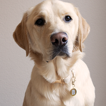 Bobby's Portrait Ein Projekt aus dem Bereich Fotografie, Studiofotografie, Porträtfotografie, Lifest, le-Fotografie, Dokumentarfotografie und Interieurfotografie von Tessa Harkema - 19.03.2026