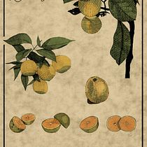 Laranjeira - Ilustração Botânica. Botanical Illustration, Drawing, Traditional illustration, Ink Illustration, Sketchbook, and Sketching project by Juliana Andreis - 03.21.2026