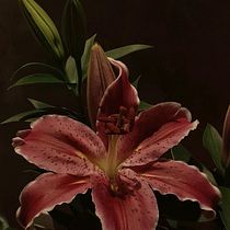 proyecto final Proyectiva Soluciones . Br, ing, Identit, Graphic Design, Social Media Design, and Web Design project by proyectivasoluciones2015 - 03.24.2026