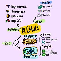 Infografía simple de concepto de célula . Comunicação, Consultoria criativa, Criatividade, Gestão de design, Desenho, Marketing, e Design de apresentação projeto de Cristina Jimenez - 07.04.2026