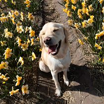 Lifestylephotography for dogs. Photograph, Portrait Photograph, Lifest, le Photograph, Instagram Photograph, Documentar, and Photograph project by Tessa Harkema - 04.09.2026