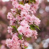 Springtime. Photographic Composition, Photograph, and Digital Photograph project by tiahaymoon - 04.20.2026