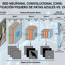 Clasificador Piquero de Patas Azules vs. Cuervo. Desenvolvimento Web, Programação , Inteligência Artificial, e Programação de IA projeto de jviteri2004 - 20.04.2026
