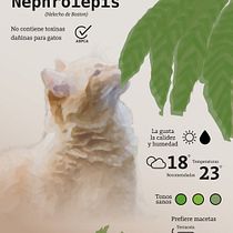 Gatos y plantas. Graphic Design, Infographics, Information Design, and Poster Design project by kvr_things - 04.25.2026
