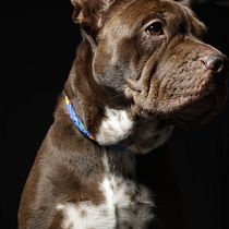 Capturando la esencia de Tara. Photograph, Studio Photograph, Portrait Photograph, Lifest, le Photograph, Documentar, Photograph & Interior Photograph project by angiedorado01 - 04.27.2026