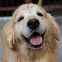 Golden Retriever após banho e carinho. Photograph, Studio Photograph, Portrait Photograph, Lifest, le Photograph, Documentar, Photograph & Interior Photograph project by Viviane Botelho - 05.08.2026