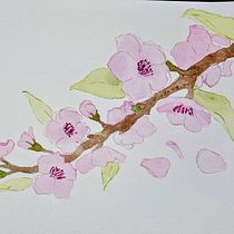 Flores de cerejeira. Traditional illustration, Watercolor Painting, Fine Arts, and Naturalistic Illustration project by Cassandra Hágata Dantas - 05.16.2026