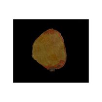 Mangos cortes. Traditional illustration, Fine Arts, Painting, Drawing, Watercolor Painting, and Botanical Illustration project by Silvana Pertuz-Belloso - 05.19.2026