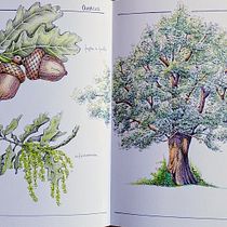 Quercus. Botanical Illustration, Drawing, Traditional illustration, Ink Illustration, Sketchbook, and Sketching project by Claudia Foroni - 05.24.2026