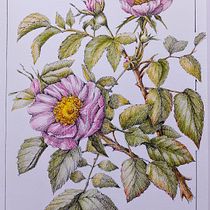 Rosa selvatica . Drawing, Traditional illustration, Ink Illustration, Sketchbook, and Sketching project by Claudia Foroni - 05.24.2026