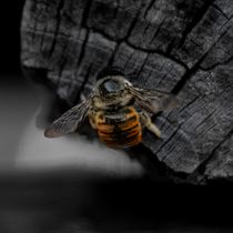 Bee. Fotografia, e Pós-produção fotográfica projeto de carlosvega_electri - 02.06.2026