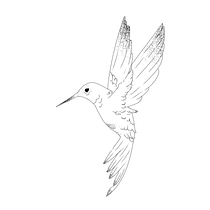 Hummingbird tattoo . Tattoo Design, and Traditional illustration project by Theo Valentín Cabrera Casas - 06.07.2026
