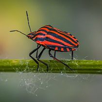 Fotografía macro de una chinche. Photograph, Studio Photograph, Product Photograph, and Digital Photograph project by jaitov - 06.11.2026