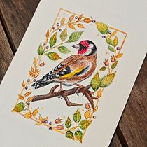 Carduelis Carduelis. Botanical Illustration, Decorative Painting, Traditional illustration, Naturalistic Illustration, Painting, and Watercolor Painting project by Jose Cordero Piñero - 06.15.2026