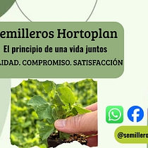 Semilleros Hortoplan. Business, Communication, Content Marketing, Digital Marketing, Facebook Marketing, Growth Marketing, Instagram Marketing, Marketing, Mobile Marketing, Social Media, Social Media Design, Stor, and telling project by Carolina Rodriguez Medina - 06.17.2026