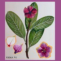 Prancha botânica em aquarela de Catharanthus roseus (L.) G. Don. Un projet de Illustration traditionnelle, Beaux Arts, Peinture, Dessin, Aquarelle et Illustration botanique de Andressa De Morais - 08.07.2026