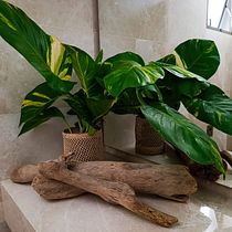 PROYECTO FINAL DE MI CUSRO ESTILISMO Y DECORACION DEL HOGAR CON PLANTAS Ein Projekt aus dem Bereich Interaktives Design, Dekoration von Innenräumen, Innenarchitektur, DIY, Blumen- und Pflanzendesign und Raumgestaltung von Claudia Taborda - 11.07.2026