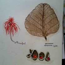 Erythrina abyssinica. Un proyecto de Ilustración tradicional, Bellas Artes, Pintura, Dibujo, Pintura a la acuarela e Ilustración botánica de Keith Pearson - 13.07.2026