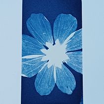 Cyanotype postcards. Arts, Crafts, Fine Arts, Printing, DIY, and Film Photograph project by jimenejir - 07.20.2026