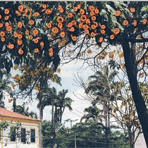 Ypês na praça. Photography, Paper Craft, Embroidery, DIY, and Textile Design project by feitoza_pedro - 07.24.2026