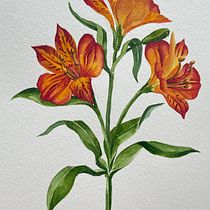 Botanical Watercolor: Alstroemeria Aurea. Projekt z dziedziny Tradycyjna ilustracja,  Sztuki piękne,  Malarstwo,  Rysunek, Malowanie akwarelą i Rysunek botaniczny użytkownika AYSEGUL AKKOPRU ZORLU - 30.07.2026