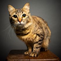 Retratos Pet Studiio K. Photography, Portrait Photography, Studio Photography, Documentary Photography, Lifestyle Photography & Interior Photography project by Vi Gregnol - 08.05.2026