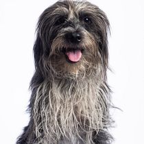 Fotografia a mascotas- mi mejor amigo SHIYI. Photography, Portrait Photography, Studio Photography, Documentary Photography, Lifestyle Photography & Interior Photography project by luis miguel corrales miranda - 08.05.2026