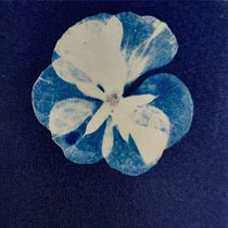 Dried flowers. Photography, Arts, Crafts, Fine Arts, Printing, DIY, Film Photography, and Engraving project by chrikom - 08.09.2026