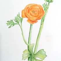 Usé la flor diseccionada para el proyecto final! Ein Projekt aus dem Bereich Traditionelle Illustration, Bildende Künste, Malerei, Zeichnung, Aquarellmalerei und Botanische Illustration von Claudia Sanhueza Córdova - 10.08.2026