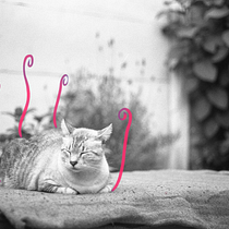 Michi tomando sol. Photography, Fine Arts, Graphic Design, and Digital Illustration project by Bianca - 08.10.2026