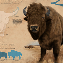 The American Biosn Infographic . Proiectarea informațiilor, Fotografie Post-producție, Sculptură, Infografice și Desen de alexandra_mckillop_art - 08.29.2026