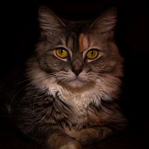 EKKO, LA FELINA. Un projet de Photographie, Photographie de portrait, Photographie de studio, Photographie documentaire, Photographie lifestyle , et Photographie intérieure de Yarelis Algarín - 09.09.2026