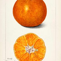 hija de su mandarina. Un proyecto de DIY de xinpineda - 17.09.2026