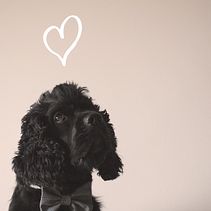 Gentleman Rocko. Projekt z dziedziny  Manager art, st, czn, Fotografia i Zarządzanie projektowaniem użytkownika Gabriel Hernández - 04.09.2013