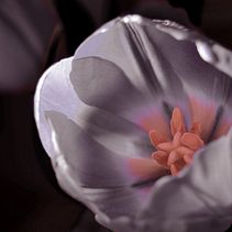 Pequeña Naturaleza . % Adriana Granado tarafından hazırlanan Fotoğrafçılık projesi - 03.19.2017