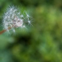 Gone with the wind Ein Projekt aus dem Bereich Fotografie von Mayra Garcia - 22.03.2017