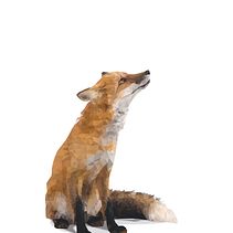 Mr. Fox. Traditional illustration project by Isabel Roca García - 06.01.2017