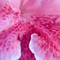 Fotografía Macro Ein Projekt aus dem Bereich Fotografie und Fotoretuschierung von Sheila Herguedas Merino - 06.07.2017