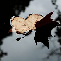 LUZ 2015 . % Maria Boix Calero tarafından hazırlanan Fotoğrafçılık projesi - 07.10.2017