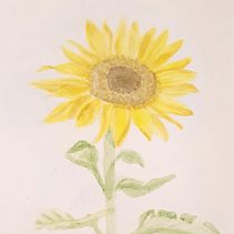 girasol. Un proyecto de Bellas Artes de Mayumi Hermosa Castro - 14.02.2018