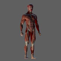 Ecorche Masculino Ein Projekt aus dem Bereich 3-D-Modellierung von Julia Pardo Lecumberri - 05.02.2018