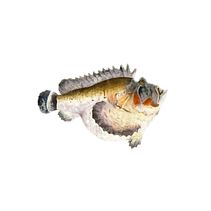 Ilustración_Serie fauna . Ilustrație tradițională & Ilustrație digitală de Marta Vivanco Otero - 03.14.2019