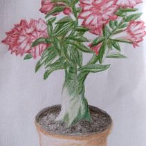 Guardabarranco o Torogoz. Foto original de Walter Lara, fotógrafo salvadoreño de vida silvestre. Pintada en acuarela y pastel.  . Menggambar Artistik proyek oleh Rafael Henríquez García - 10.10.2019