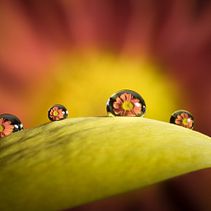 Mi Proyecto del curso: Introducción a la fotografía macro . % Sergi Gomez Garcia tarafından hazırlanan Fotoğrafçılık projesi - 03.09.2020