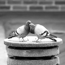 El juego de la paloma bravía. Digital Photograph project by Victoria Toledano - 04.04.2020