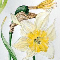 Primavera en Tierra del Fuego. Narciso. Ilustração tradicional, Artes plásticas, Pintura em aquarela e Ilustração botânica projeto de Cristina Goodall - 14.06.2024