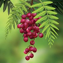 Ilustração digital para embalagem de produto. Comunicação, Criatividade, Desenho, Design digital, Ilustração tradicional e Ilustração digital projeto de Eduardo Tegeda - 17.07.2017