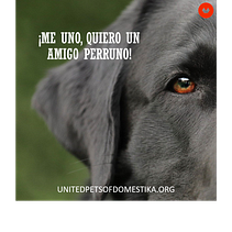 ¡Me uno, quiero un amigo perruno!. Projekt z dziedziny  Reklama i Marketing użytkownika Daniel Ramírez Martínez - 23.05.2020