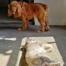 Mi Proyecto del curso: Mis intereses. Projekt z dziedziny Fotografowanie smartfonem użytkownika Patricia Sanchez - 07.11.2020