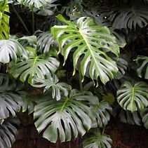 Recent watercolour pieces Ein Projekt aus dem Bereich Aquarellmalerei von Georgie Jackman - 19.11.2020